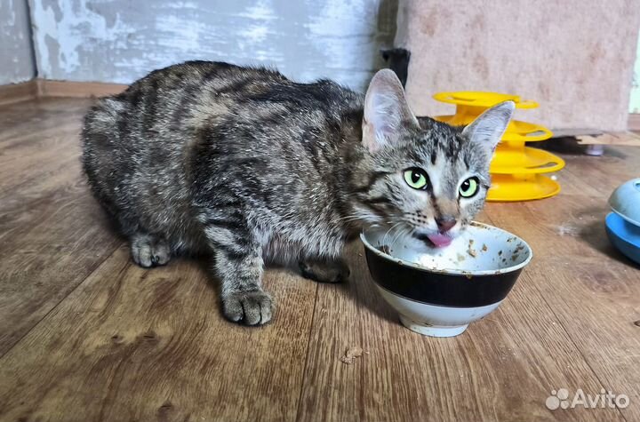 Ксана - стерильная кошка-мышеловка в хорошие руки