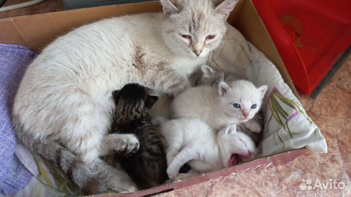 Котята в добрые руки бесплатно