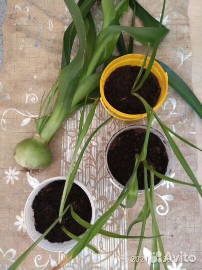 Индийский лук или птицемлечник хвостатый