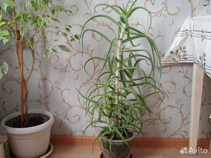 Алоэ 5 лет