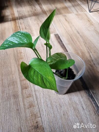 Сциндапсус