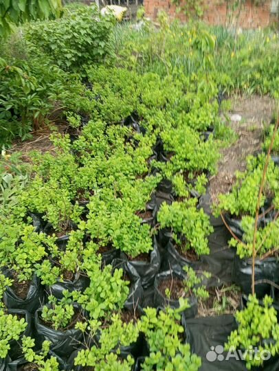 Спирея березолистная Тор