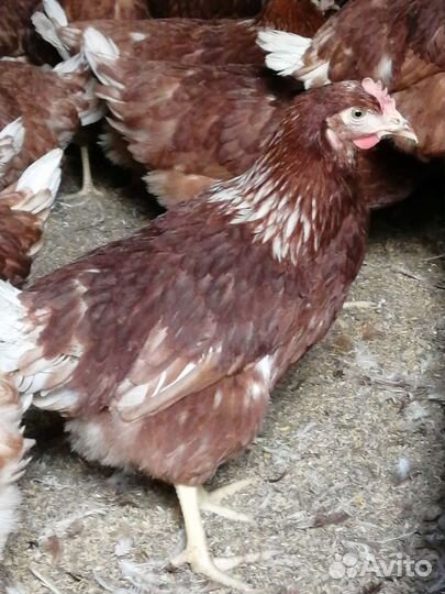 Куры молодки, несушки