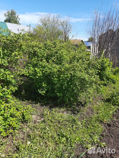 Саженцы жимолости