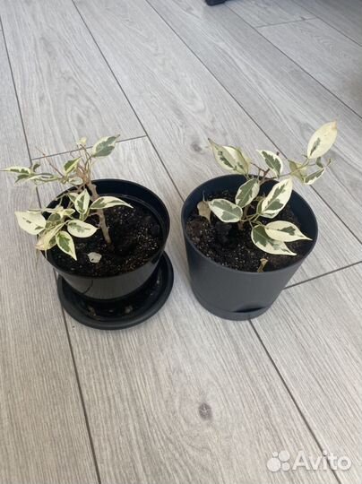 Фикус бенджамина пестролистный