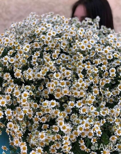 Цветы ромашки. Букеты ромашек. Цветы доставка