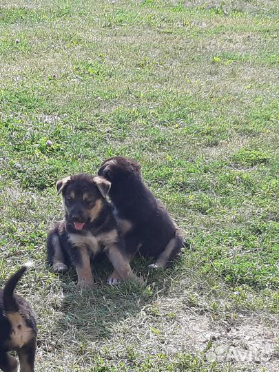 Щенята ищут хозяина (помесь евр. овчарки)