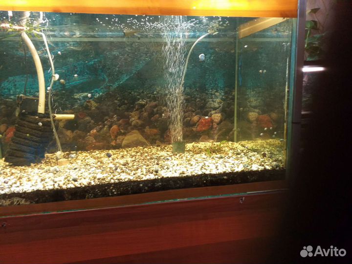 Фитофильтра