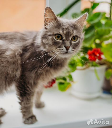 Котик бесплатно