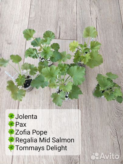 Комнатные растения цветы