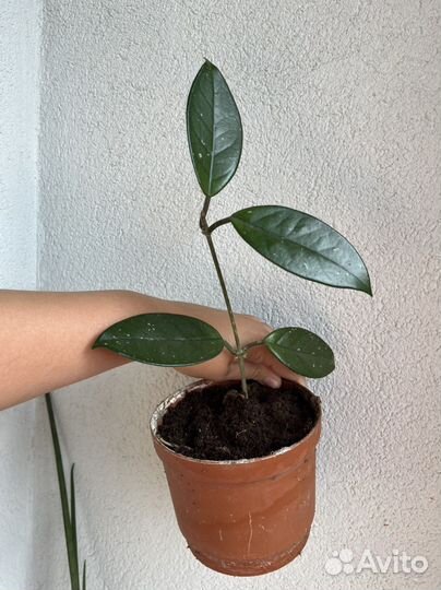 Хойя вместе с горшком