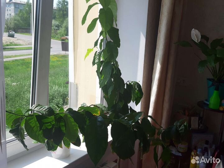 Лимонное дерево