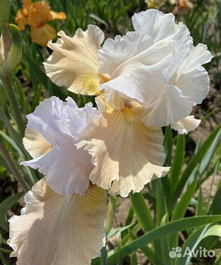 Ирисы бородатые