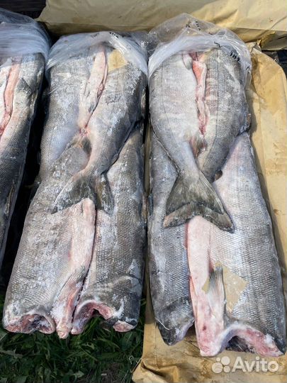 Кета без головы свежемороженая. Крупная. Камчатка