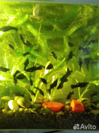 Аквариумные растения