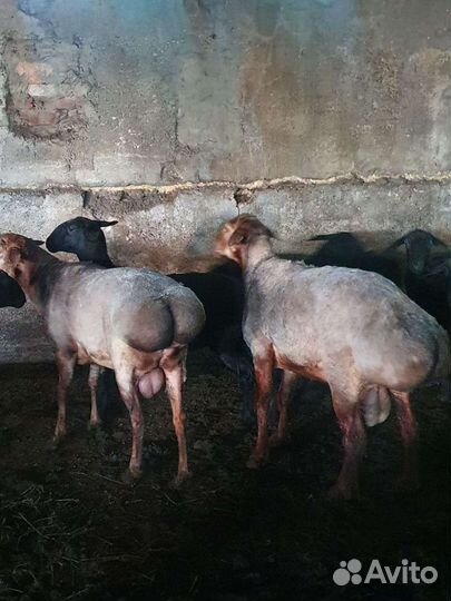 Эдильбаевские бараны