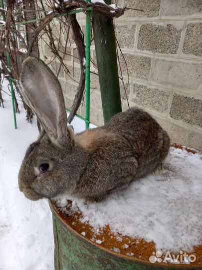 Продам кроликов на племя