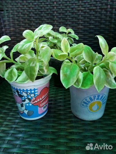 Аптения вариегатная