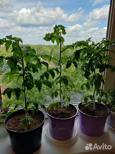 Рассада помидор черри, можно выращивать на окне