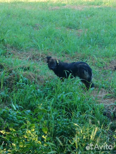 Щенки- подростки ищут дом