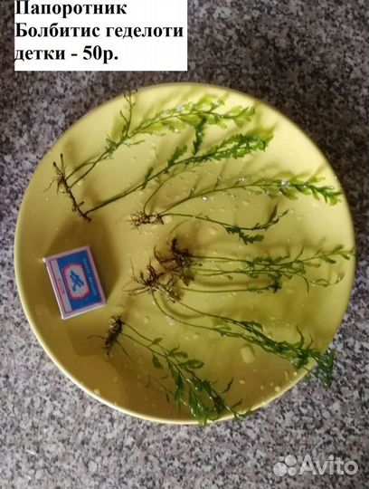Растения для аквариума