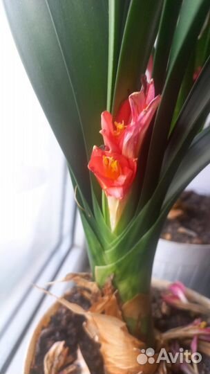 Кливия clivia