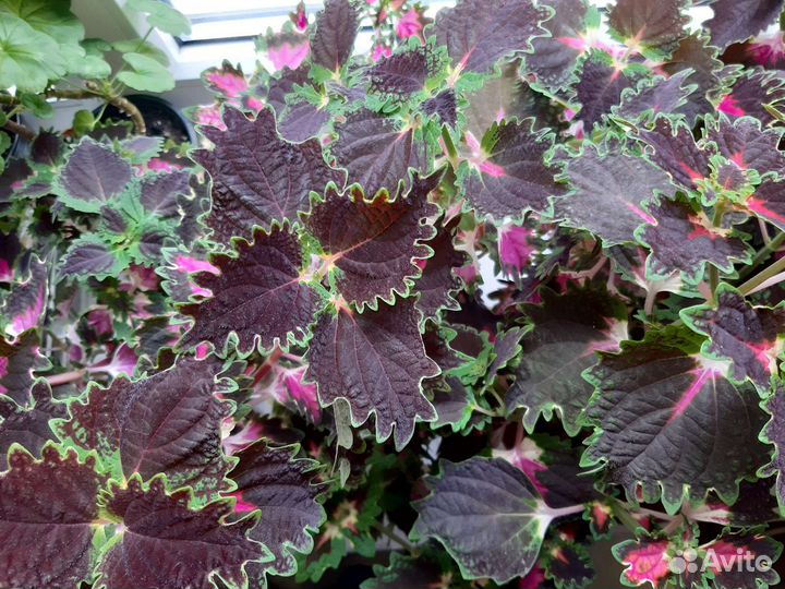 Колеус, каланхоэ оранжевый