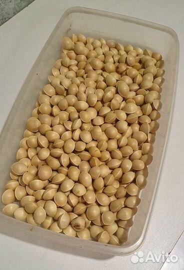 Семена Гинкго билоба