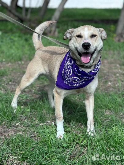 Молодая тактильная ласковая собака из приюта в дар
