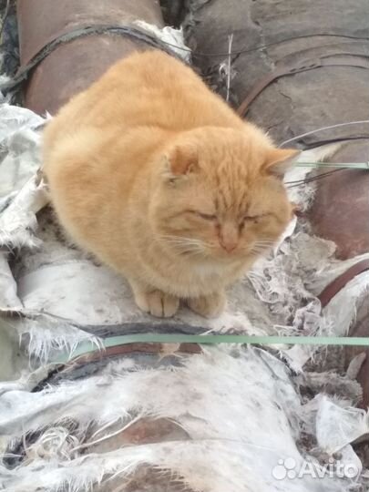 Рыжик в добрые руки