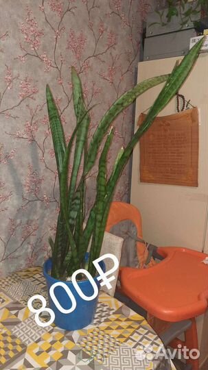 Сансевиерия щучий хвост