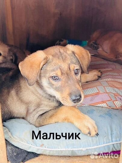 Щенок в добрые руки