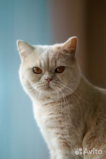 Британский кот на вязку