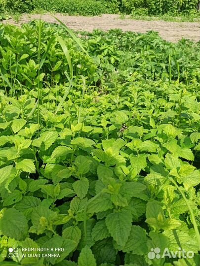 Мята, душица для чая большой веник