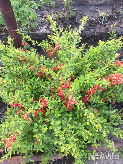 Айва японская