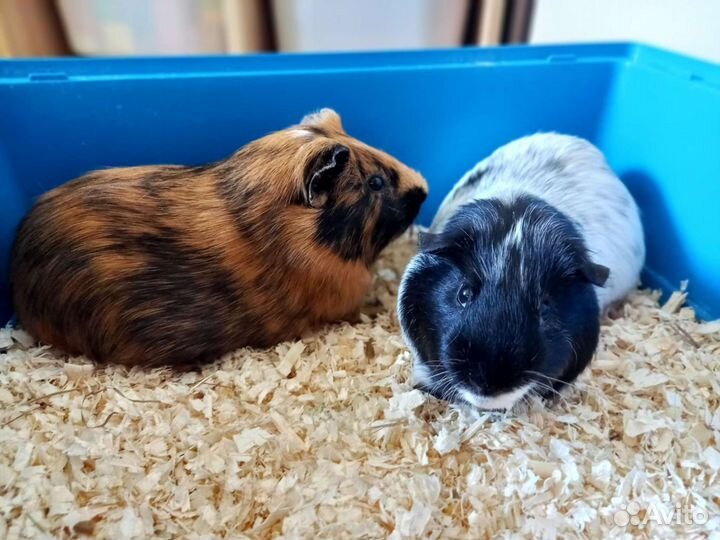 Передержка грызунов