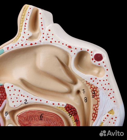 Анатомическая модель, строение носоглодки
