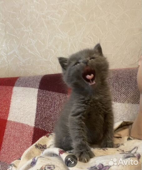 Котёнок девочка в добрые руки