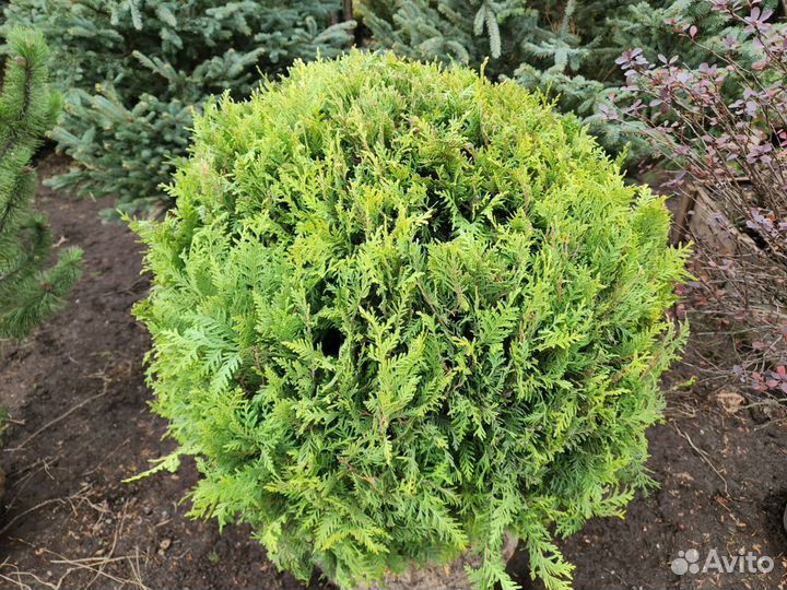 Туя брабант шар