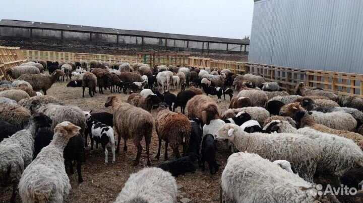 Бараны Дорперы Овцы ягнята