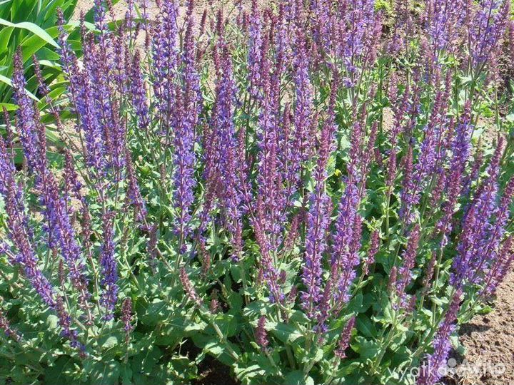 Шалфей лекарственный