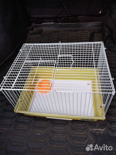 Крыса дамбо