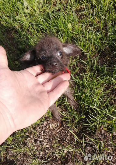 Красавчики