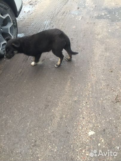 Щенок в добрые руки бесплатно