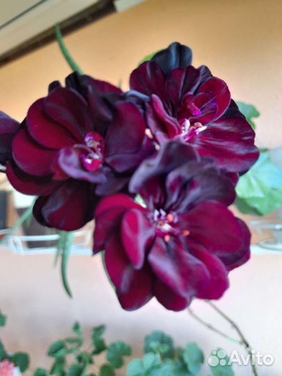 Пеларгония герань