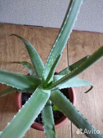 Алоэ вера лечебный