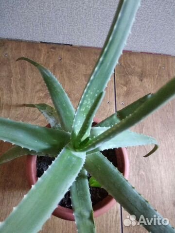 Алоэ вера лечебный