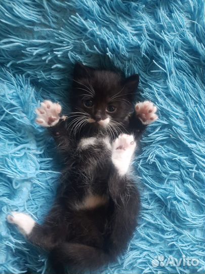 Отдам котят в хорошие, добрые руки