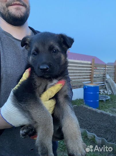 Отдадим щенков