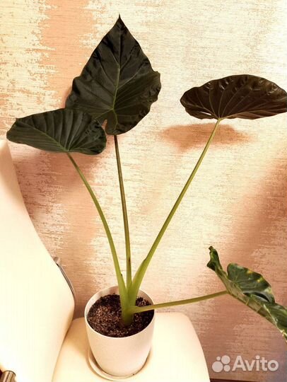 Алоказия Регал Шилдс